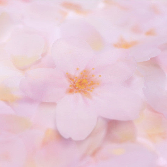 Cherry Blossom Pink Transparent Sticky Memo Notes - Medium