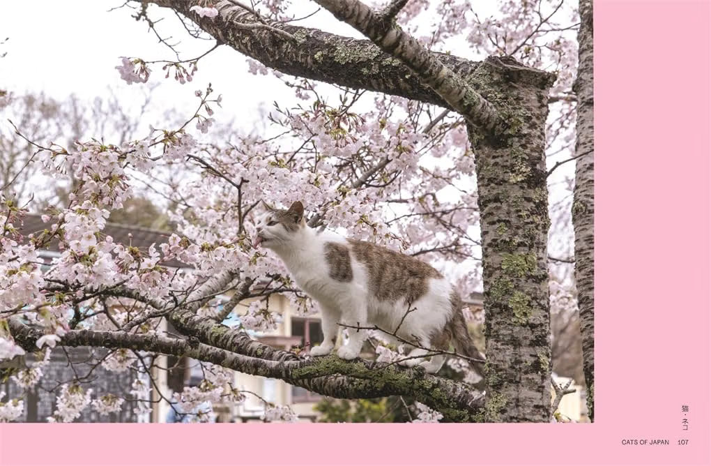 Neko: Cats of Japan