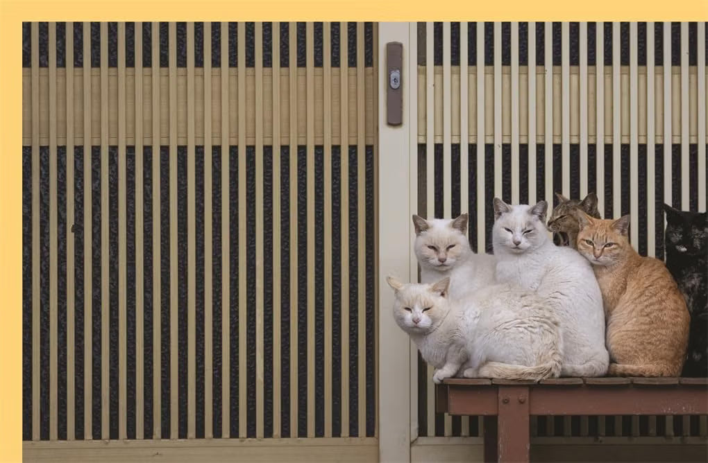 Neko: Cats of Japan
