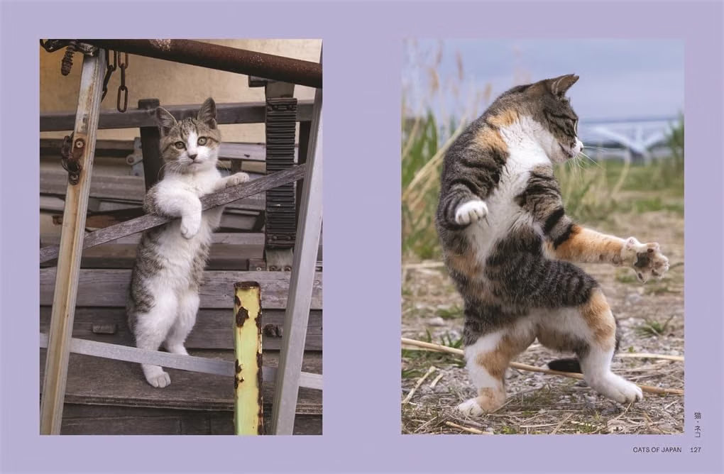 Neko: Cats of Japan